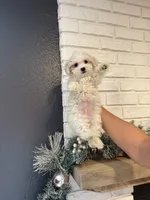 tutu Finanacing Available, a male Maltese for sale in Orlando, FL – Photo 2 of 2