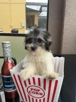 maltipoo girl financing available, a female Maltipoo for sale in Orlando, FL – 3 of 6