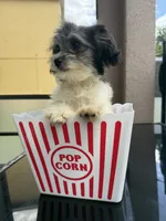 maltipoo girl financing available, a female Maltipoo for sale in Orlando, FL – 2 of 6