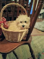 maltipoo boy, a male Maltipoo for sale in Orlando, FL – 2 of 2