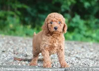 mini golden, a female Miniature Goldendoodle for sale in Orlando, FL – 4 of 6