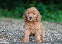 mini golden, a female Miniature Goldendoodle for sale in Orlando, FL – 2 of 6