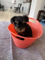 girl yorkie financing available, a female Yorkshire Terrier for sale in Orlando, FL – 3 of 3