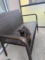 Yorkie financing avail, a female Yorkshire Terrier for sale in Orlando, FL – 2 of 3