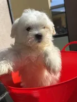 maltese male financing available, a male Maltese for sale in Orlando, FL – 3 of 3