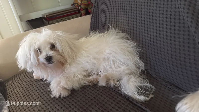 Bubbles – Maltese puppy for sale in Orlando, FL