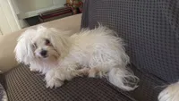 Bubbles, a female Maltese for sale in Orlando, FL – 1 of 1