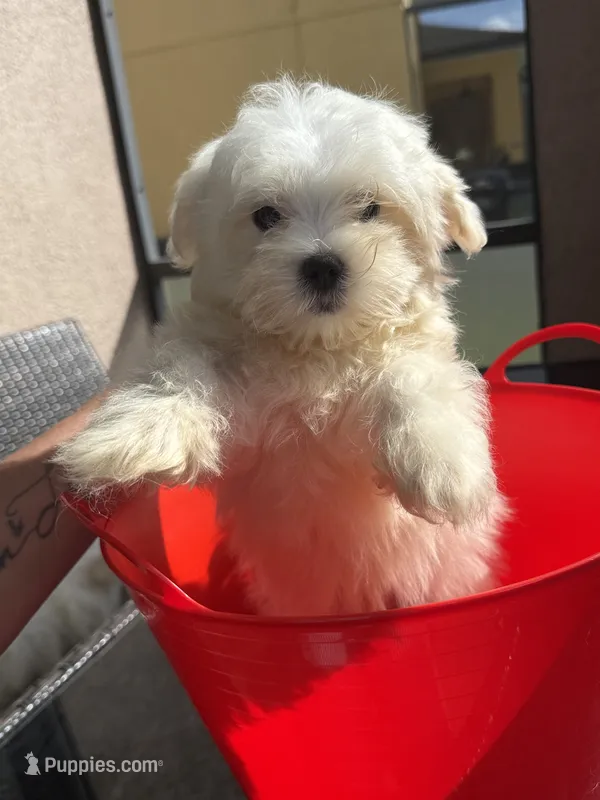 maltese male – Maltese puppy for sale in Orlando, FL