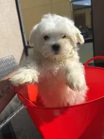 maltese male financing available, a male Maltese for sale in Orlando, FL – 1 of 3