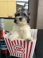 maltipoo girl financing available, a female Maltipoo for sale in Orlando, FL – 6 of 6