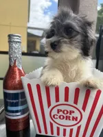 maltipoo girl financing available, a female Maltipoo for sale in Orlando, FL – 4 of 6
