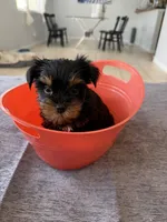 yorkshire male, a male Yorkshire Terrier for sale in Orlando, FL – 2 of 3