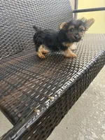 Financing available, a female Yorkshire Terrier for sale in Orlando, FL – 1 of 3