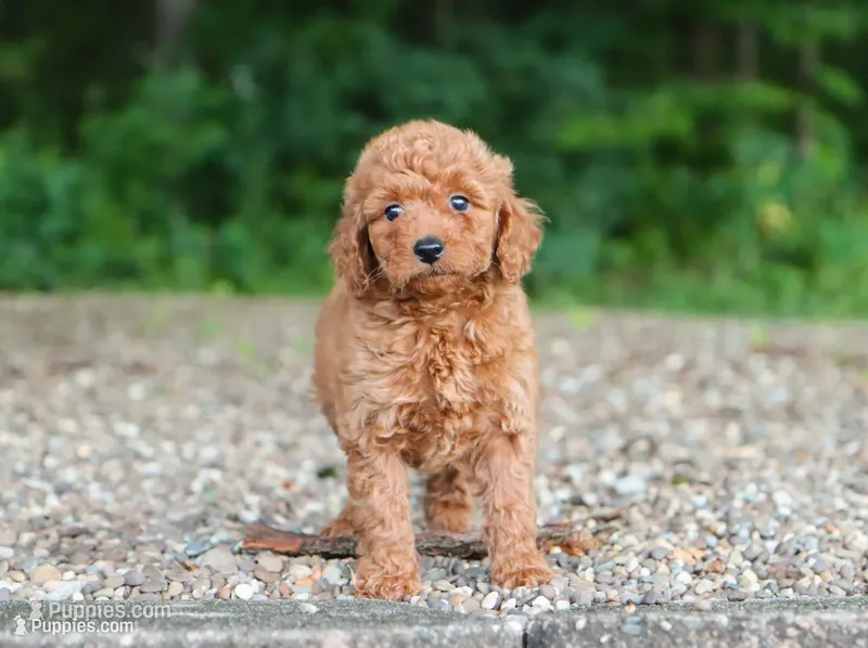 mini golden – Miniature Goldendoodle puppy for sale in Orlando, FL