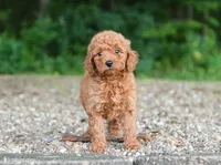 mini golden, a female Miniature Goldendoodle for sale in Orlando, FL – 1 of 6