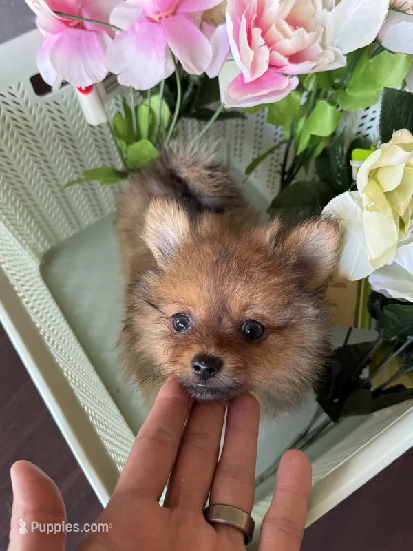 Pomeranian red female – Pomeranian puppy for sale in Orlando, FL