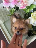 Pomeranian red female, a female Pomeranian for sale in Orlando, FL – 1 of 7