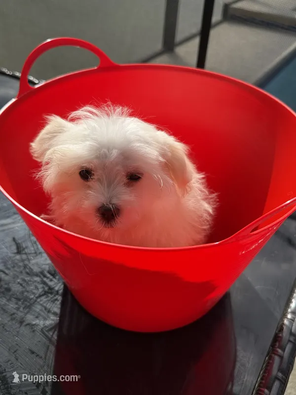 bobo Financing Available – Maltese puppy for sale in Orlando, FL