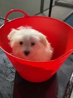 bobo Financing Available, a female Maltese for sale in Orlando, FL – 1 of 4