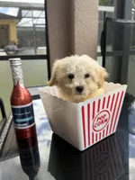 maltipoo boy financing available, a male Maltipoo for sale in Orlando, FL – 2 of 4