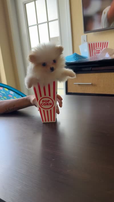 Tea cup size Pomeranian , a female Pomeranian for sale in Orlando, FL – 3 of 3