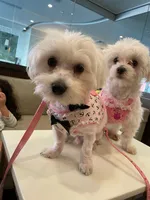 rehoming adult right side is her, a female Maltese for sale in Orlando, FL – 1 of 1