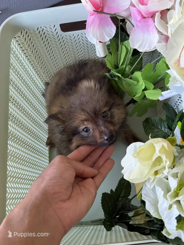 Pomeranian boy – Pomeranian puppy for sale in Orlando, FL