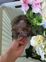 Pomeranian boy, a male Pomeranian for sale in Orlando, FL – 1 of 4