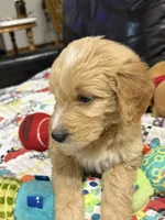 Green, a male Goldendoodle for sale in Williamstown, NJ – 5 of 9