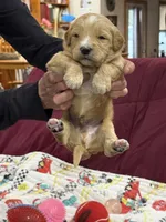 Green, a male Goldendoodle for sale in Williamstown, NJ – 4 of 10