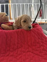 Orange, a female Goldendoodle for sale in Williamstown, NJ – Photo 4 of 8