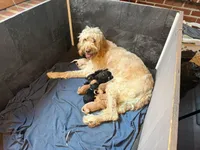 Orange, a female Goldendoodle for sale in Williamstown, NJ – Photo 8 of 8
