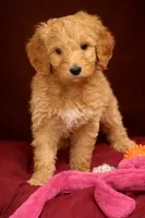 Orange, a female Goldendoodle for sale in Williamstown, NJ – Photo 2 of 8
