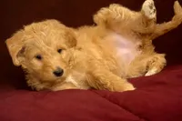 Orange, a female Goldendoodle for sale in Williamstown, NJ – Photo 1 of 8