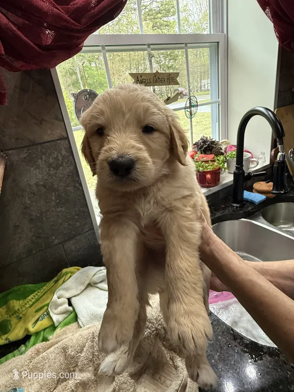 Light Blue – Goldendoodle puppy for sale in Williamstown, NJ