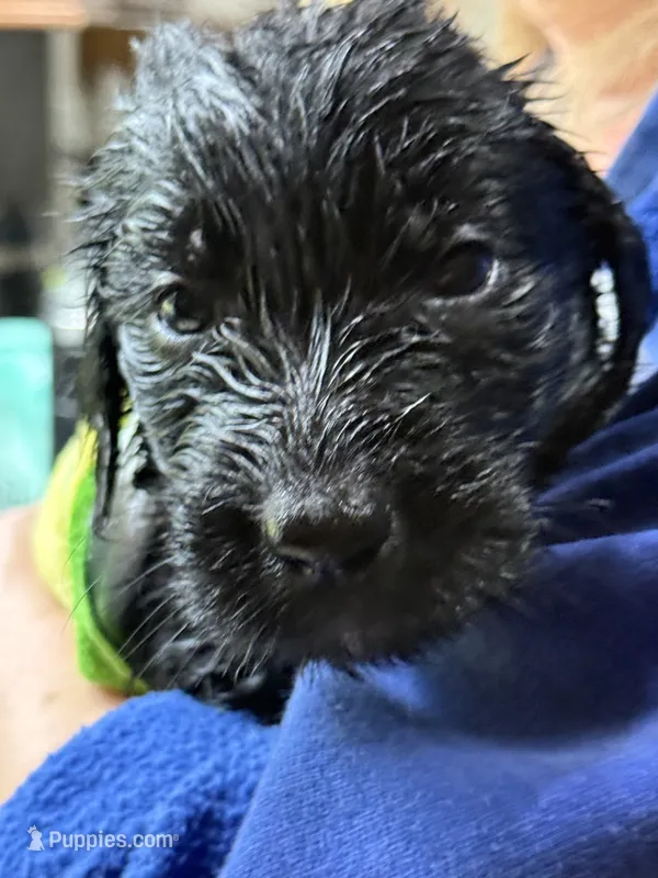Orange – Goldendoodle puppy for sale in Williamstown, NJ
