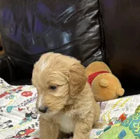 Green, a male Goldendoodle for sale in Williamstown, NJ – 3 of 9