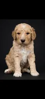 Blue, a male Goldendoodle for sale in Williamstown, NJ – 1 of 4