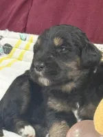 Purple, a female Goldendoodle for sale in Williamstown, NJ – Photo 1 of 5