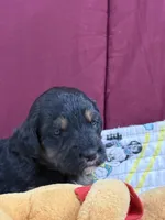 Purple, a female Goldendoodle for sale in Williamstown, NJ – Photo 4 of 5