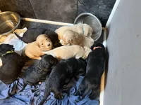 Purple, a female Goldendoodle for sale in Williamstown, NJ – Photo 5 of 5