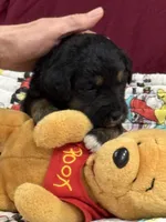 Purple, a female Goldendoodle for sale in Williamstown, NJ – Photo 3 of 5