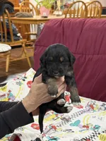 Purple, a female Goldendoodle for sale in Williamstown, NJ – Photo 2 of 5
