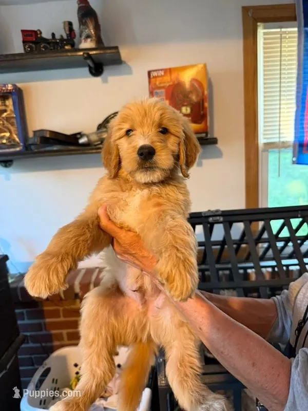 Green – Goldendoodle puppy for sale in Williamstown, NJ