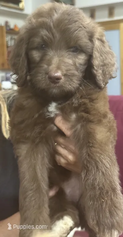 Red – Goldendoodle puppy for sale in Williamstown, NJ