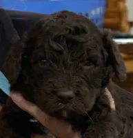 Purple, a female Goldendoodle for sale in Williamstown, NJ – 2 of 3