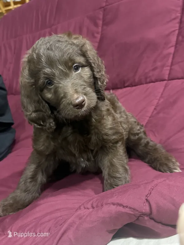 Green – Goldendoodle puppy for sale in Williamstown, NJ