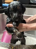 Purple, a female Goldendoodle for sale in Williamstown, NJ – 7 of 10
