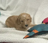 Blue, a male Goldendoodle for sale in Williamstown, NJ – 2 of 4