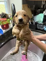Green, a male Goldendoodle for sale in Williamstown, NJ – 2 of 10